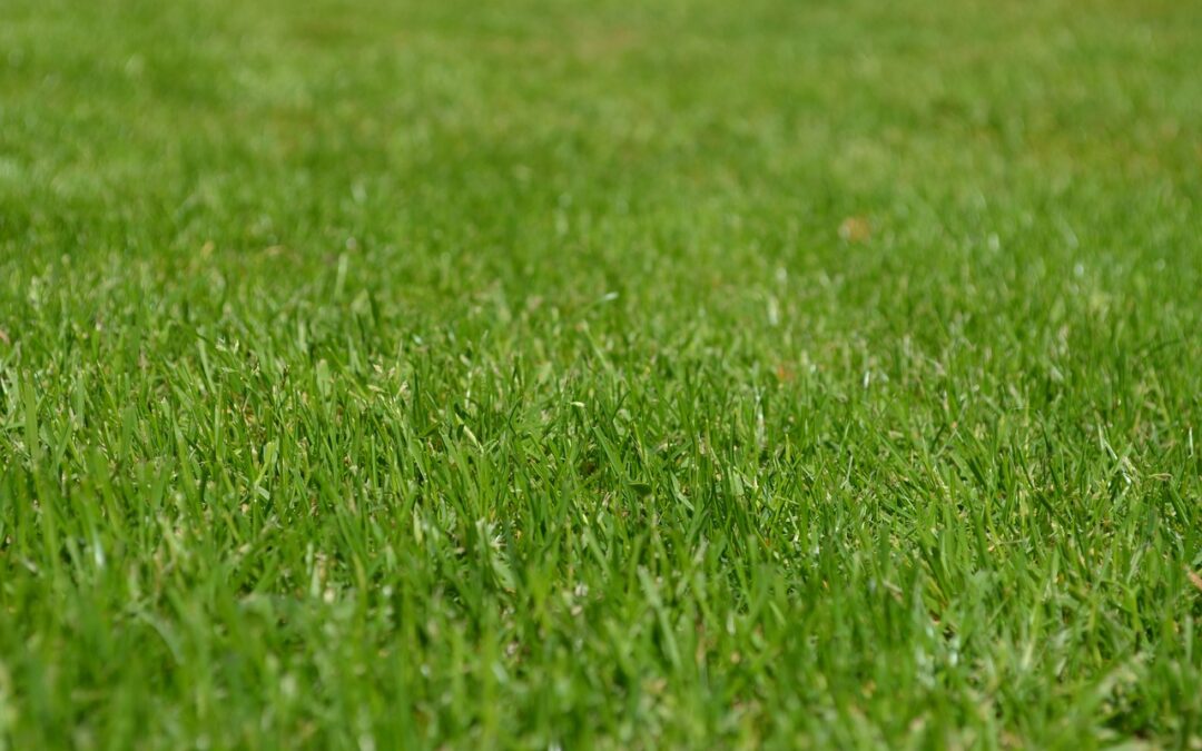 The Dangers of Neglecting Your Artificial Turf: What You Need to Know