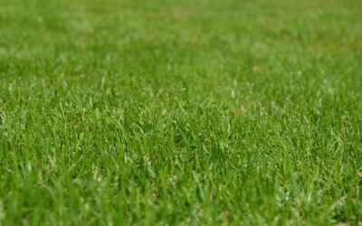 The Dangers of Neglecting Your Artificial Turf: What You Need to Know