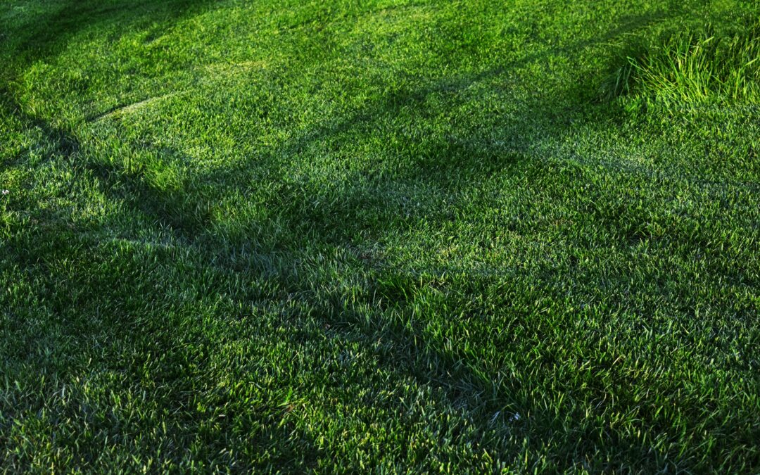 The Hidden Dangers Lurking in Your Artificial Turf
